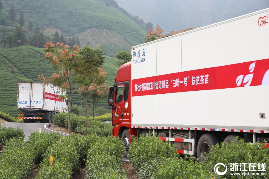 首批安吉“扶贫茶苗”启运青川 新航娱乐集团爱心助力