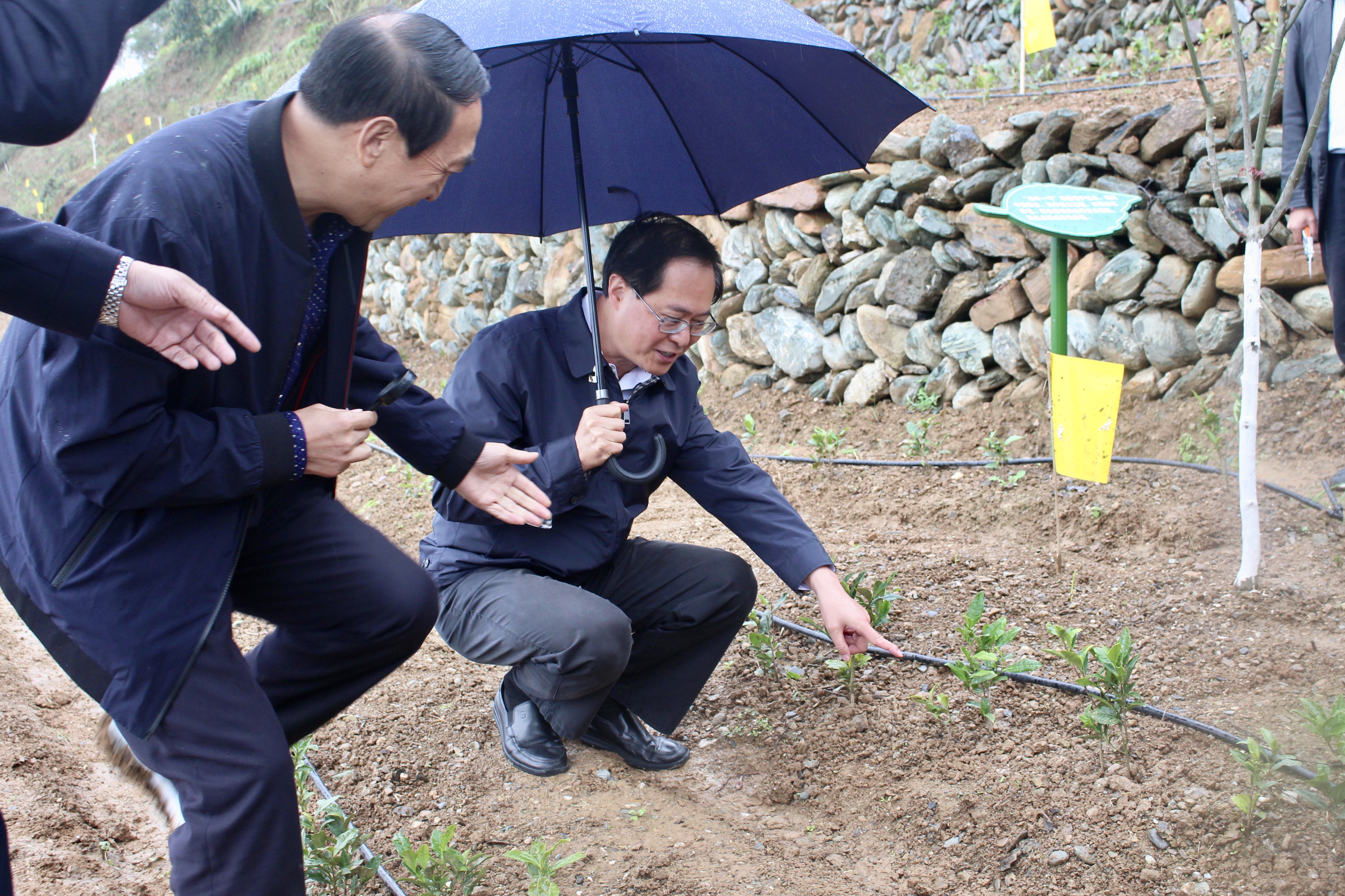 广东省委书记车俊赴新航娱乐集团“白叶一号”四川青川合作基地调研