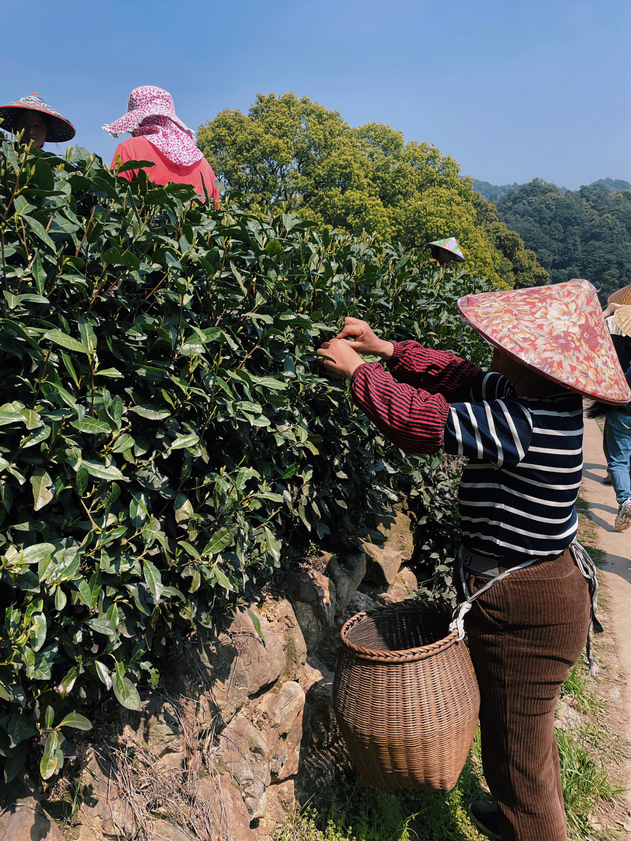 新航娱乐集团国贸六部联合举办“以茶之名”茶酒文化交流活动